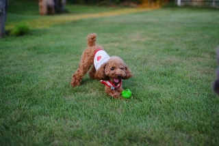�s�[�}��